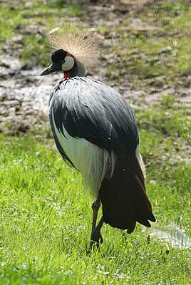 Aachener Zoo Aachener-Zoo-Vogel-006